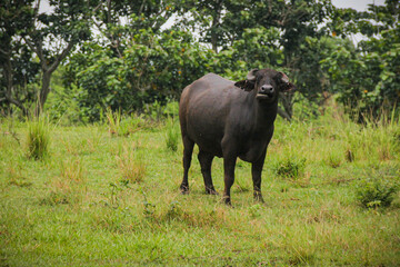 Naklejka na ściany i meble buffalo farm Cuba grazing free ranging cattle