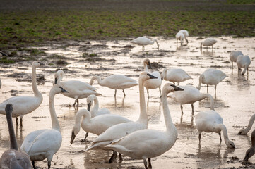 Trumpeter Swans in the Skagit Valley. The Skagit Valley is visited by thousands of swans each winter coming from Alaska, with the first arrivals settling down in early November. 