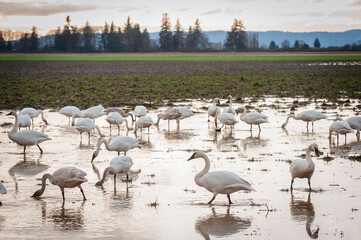 Trumpeter Swans in the Skagit Valley. The Skagit Valley is visited by thousands of swans each winter coming from Alaska, with the first arrivals settling down in early November. 