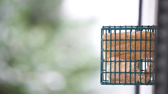 Closeup of Virginia one white breasted nuthatch small bird perched on hanging metal suet cake feeder cage attached to window at snowing snow weather