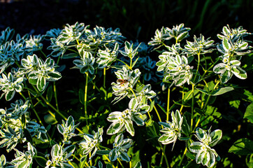 closeup. fon. nature. blank designer. wallpaper. botanical background. postcard on a holiday....