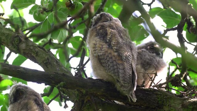 Close up of young long eared owl (Asio otus) group sitting and falling asleep on dense branch deep in crown. Wildlife tranquil portrait footage of bird group of siblings in natural habitat background