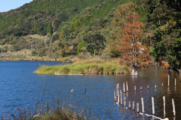 藺牟田池と秋のラクウショウ	