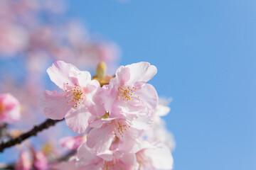 青空を背景に写したカワズザクラ	