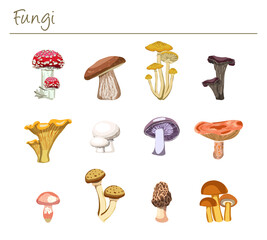Set of Twelve Realistic Fungi Vector Illustration - Edible and Inedible Mushrooms