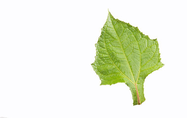 yacon leaf with medicinal properties - Smallanthus sonchifolius.