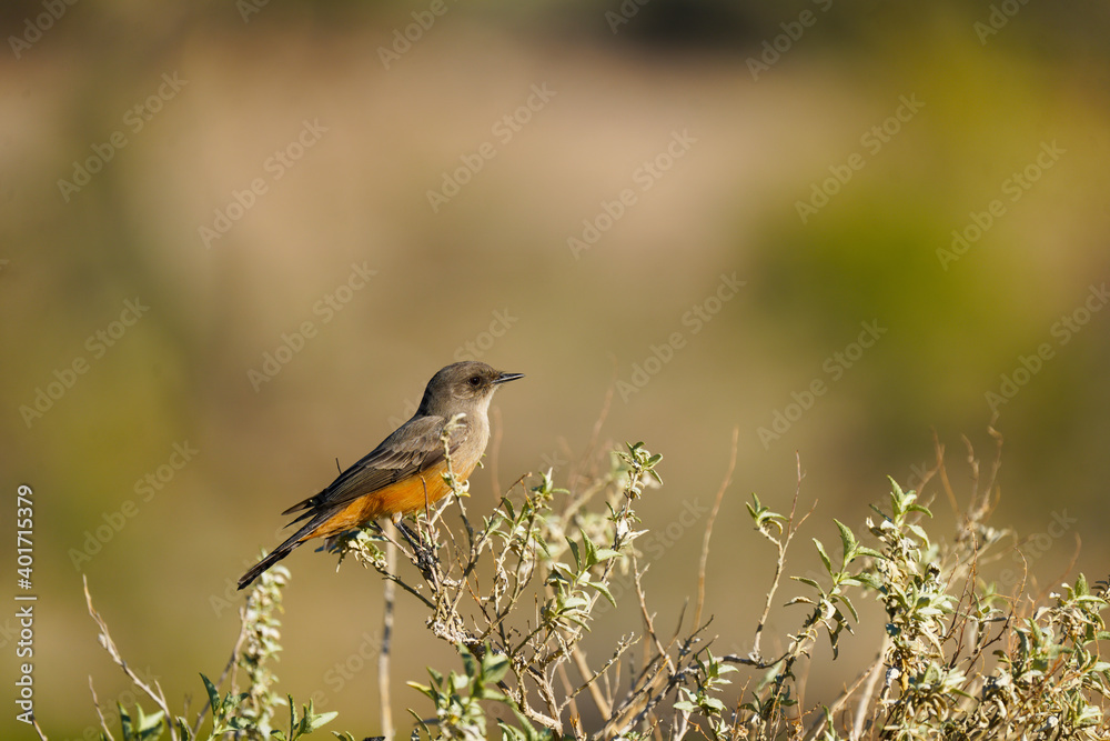 Wall mural Say's Phoebe basking in the Arizona sunshine