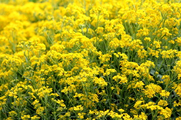 Densely planted Basket of gold or Aurinia saxatilis or Goldentuft alyssum or Golden alyssum or Golden alison or Gold dust or Golden tuft alyssum or Golden tuft madwort or Rock madwort
