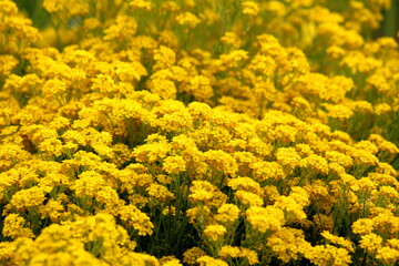 Field full of densely planted Basket of gold or Aurinia saxatilis or Goldentuft alyssum or Golden alyssum or Golden alison or Gold dust or Golden tuft alyssum or Golden tuft madwort or Rock madwort ro