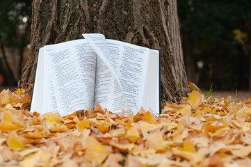 Naklejka na ściany i meble Holy Bible opened in Psalms on tree trunk with pages turning in the wind in Japanese autumn with fallen yellow leaves. Copy space