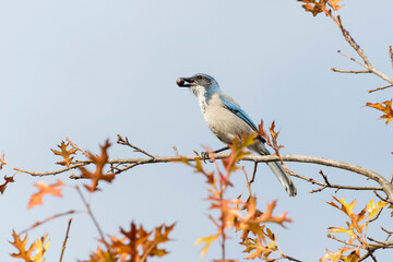 California Scrub Jay