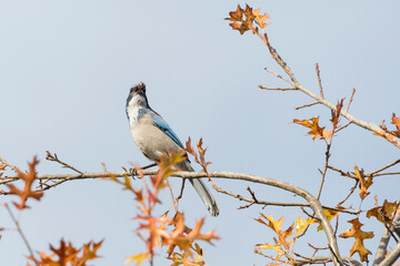 California Scrub Jay