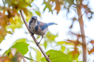 California Scrub Jay