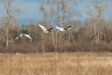 juvenile trumpeter swan