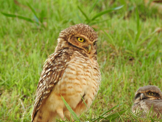 Close-up of a burrowing owl, next to its young, puffing out its chest, ready to defend it. The birds are in the bush.