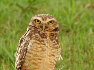 Close-up of a burrowing owl in the bush, looking straight ahead, alert, with yellow eyes wide open. Defocused green background.