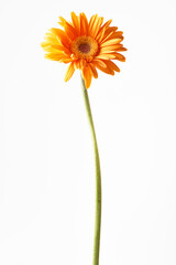 ガーベラ オレンジ