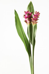 クルクマ ウコン 赤 白背景