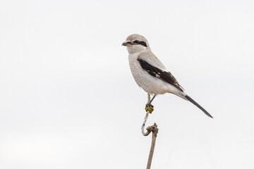 Northern shrike bird