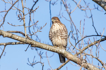 juvenile red-tailed hawk