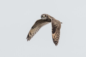 Short eared owl