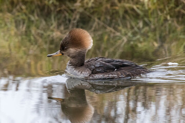 Female Hooded merganser
