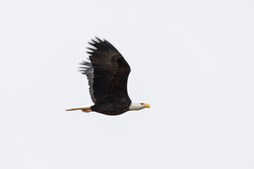 Flying bald eagle