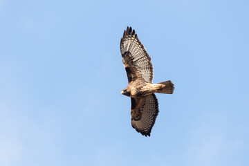 red tailed hawk