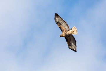 red tailed hawk