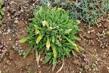 Top view of Basket of gold or Aurinia saxatilis or Goldentuft alyssum or Golden alyssum or Golden alison or Gold dust or Golden tuft alyssum or Golden tuft madwort or Rock madwort rounded evergreen