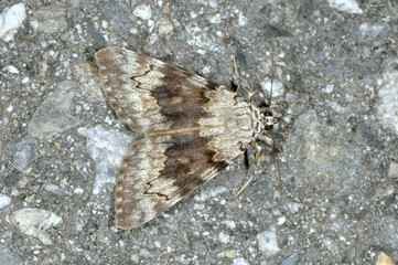 ゴマシオキシタバ（長野県・松本市）
