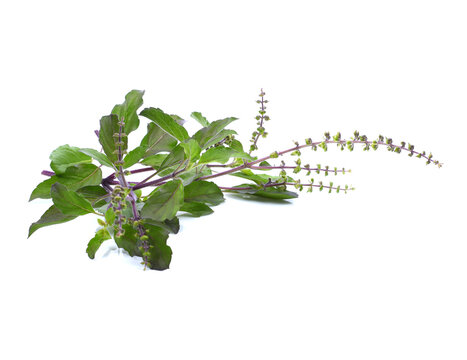 Holy Basil,Ocimum sanctum isolate on white