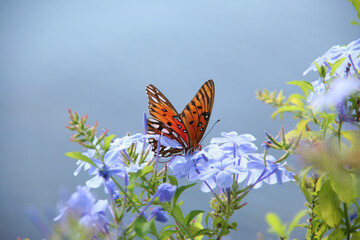 Protection butterflies is important