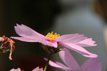 Pink daisy open