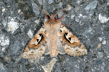 スギタニキリガ（北海道・鹿追町）
