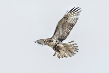 rough legged hawk