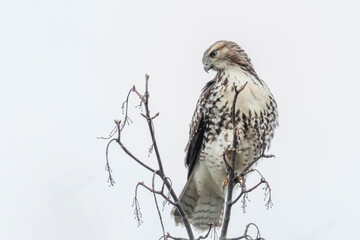 juvenile red-tailed hawk