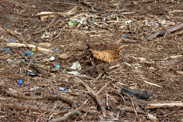 Various garbage and junk mixed with piles of densely cut down and chopped down trees covered with small branches and dry grass on cold sunny winter day