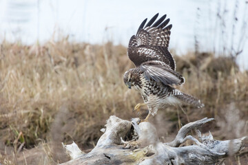 juvenile red-tailed hawk