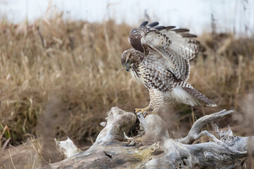 juvenile red-tailed hawk