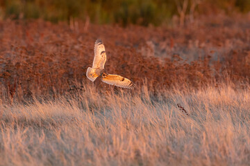 Short eared owl