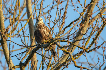 rough legged hawk