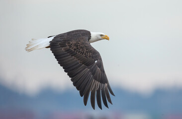 flying bald eagle