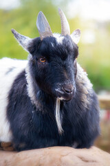 Black and white pygmy goat close up