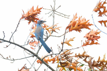 California Scrub Jay