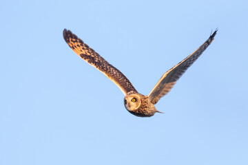 Short eared owl