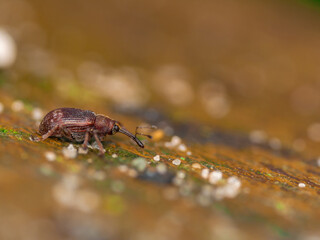 Macro photo of weevil 