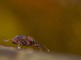 Macro photo of weevil 
