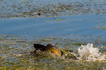 Carp fighting for life from something in the water