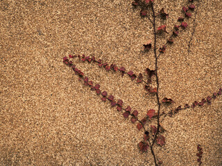 建物の外壁と紅葉した蔦